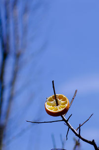 Low angle view of fruits against blue sky