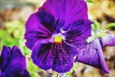 Close-up of purple flower