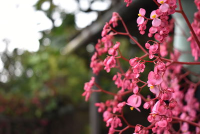 Close-up of pink flowering plant