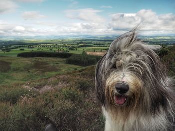 Close-up of dog on field against sky