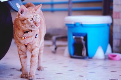 Close-up portrait of a cat