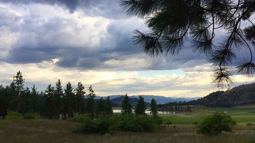 Trees on field against cloudy sky