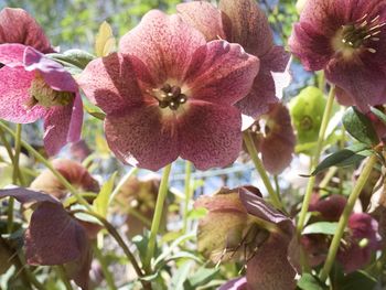 Close-up of pink flower