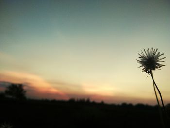 Close-up of silhouette flower on field against sky at sunset