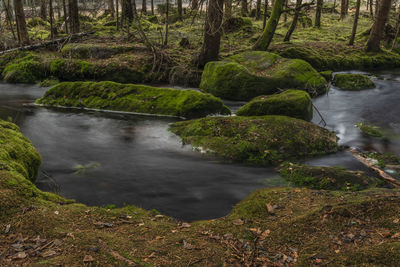 Stream flowing through rocks in forest