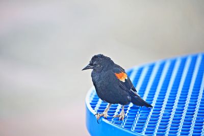 Close-up of bird perching