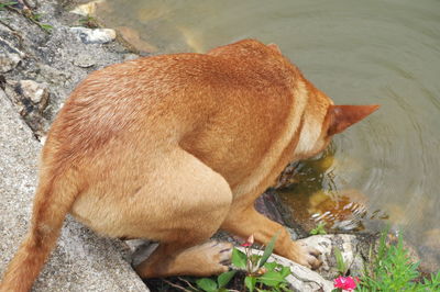 High angle view of dog drinking water