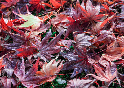 Full frame shot of autumnal leaves