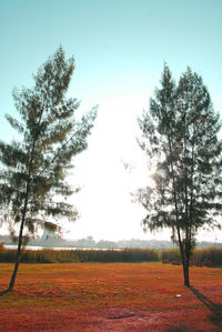 Tree on field against clear sky