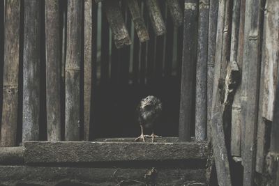 Chicken perching on wooden window