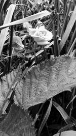 Close-up of leaves