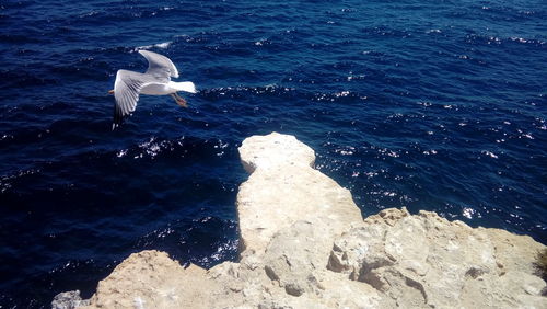 High angle view of seagull on rock