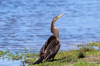 Bird perching on a lake