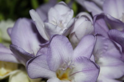 Close-up of purple flowering plant