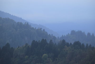 Scenic view of forest against sky