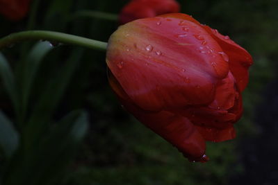 Close-up of red flower