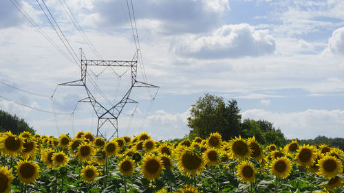 Scenic view of sunflower field against sky