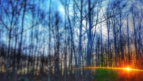 Trees against sky during sunset