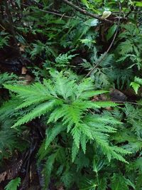 High angle view of fresh green plants and trees in forest