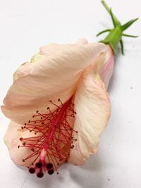 Close-up of red flower