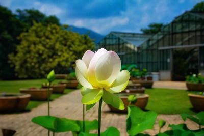 Close-up of lotus water lily