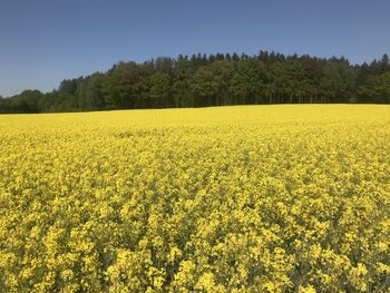 Scenic view of yellow oilseed rape field against sky