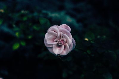 Close-up of flower blooming outdoors