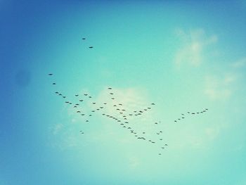 Low angle view of birds flying in sky