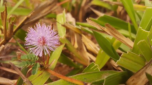 Close-up of purple flowering plant on field