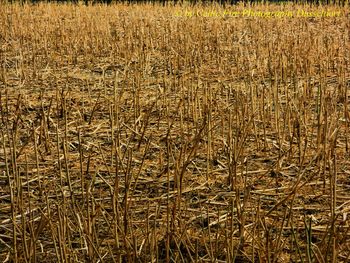 Full frame shot of crops on field