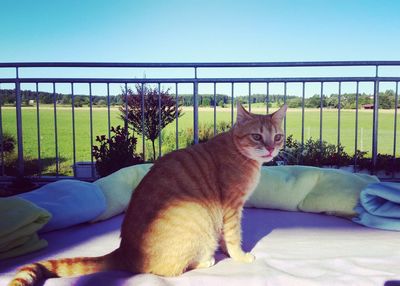 Cat sitting against clear sky