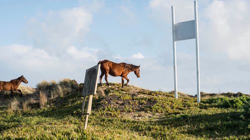 Horse standing in a field