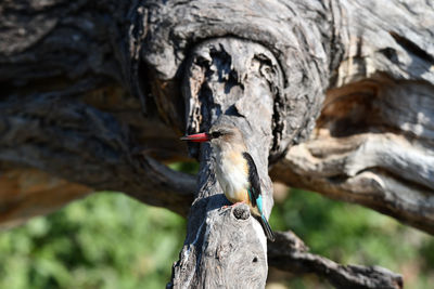 Close-up of bird eating food on tree trunk