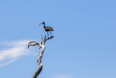 Low angle view of bird perching on tree against clear blue sky