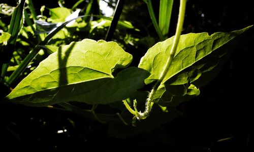 Close-up of fresh green plant