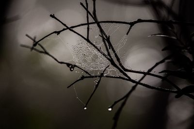 Close-up of wet spider web on plant