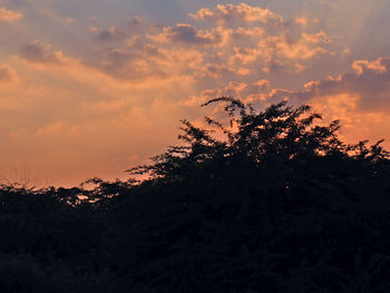 Silhouette of trees at sunset