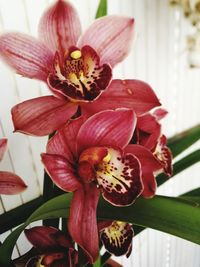 Close-up of pink orchid