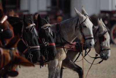 Close-up of horses