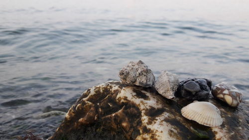 Close-up of seashell on rock in sea