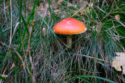 Close-up of mushroom growing on field