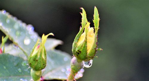 Close-up of raindrops on flower bud