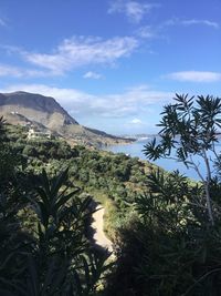 Scenic view of palm trees on landscape against sky