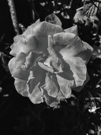 Close-up of rose plant
