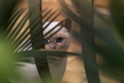 Close-up portrait of a cat in cage