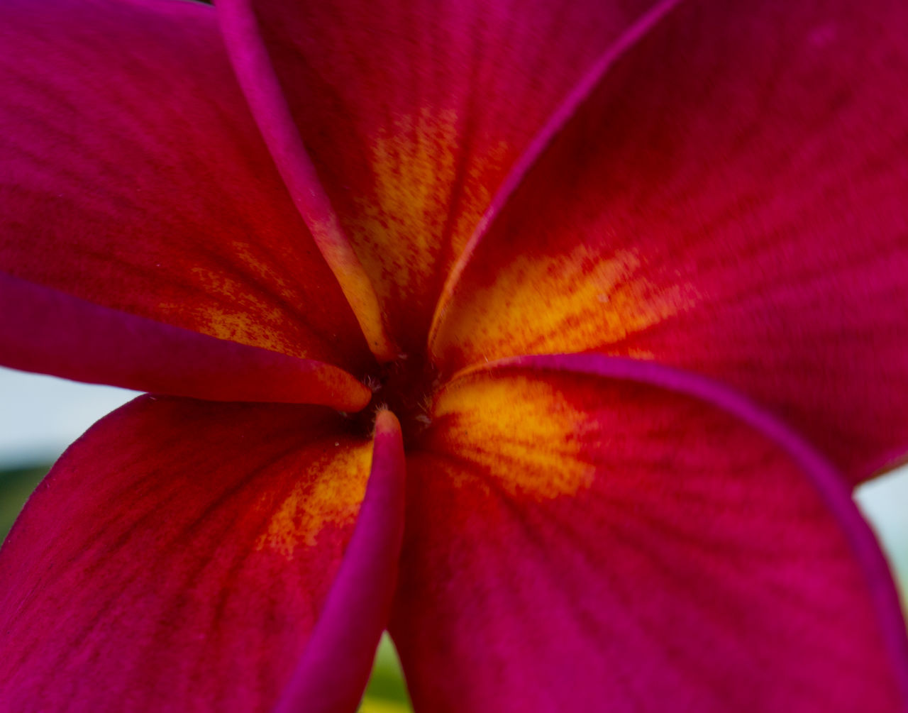 Plumeria macro