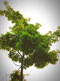 Low angle view of trees against clear sky