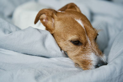 Close-up of dog