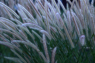 Close-up of dew on grass