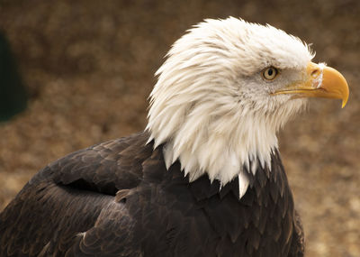 Bald eagle head and shoulders